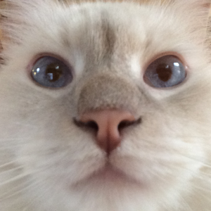 SarahCashmore's avatar